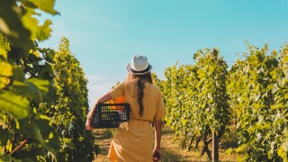 La fiscalité des opérations d’acquisition dans le secteur vinicole	